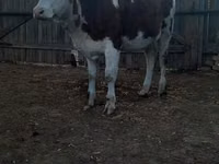 Krava, Simmental cattle — foto 4