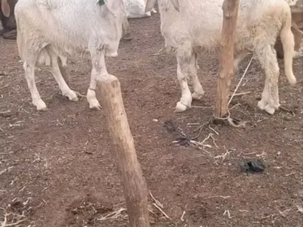 母羊, Sheep — 加纳