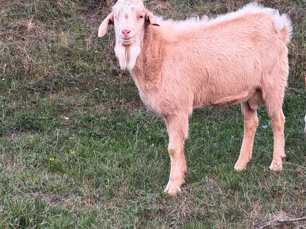 Billy Goat, Nubian Goat — Moldova