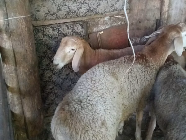 قوچ, گوسفند — قرقیزستان