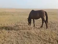 Mare, Kazakh horse — photo 3