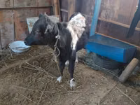 Cow, Latvian Blue cattle — photo 5