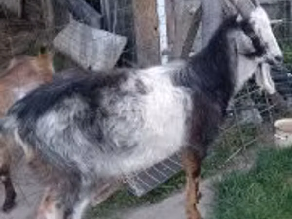 Billy Goat, Goats