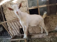 Τράγος, Saanen goat — φωτογραφία 1