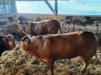 Bull, Limousin cow — photo 7