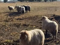 Kambing jantan, Racka sheep — foto 1