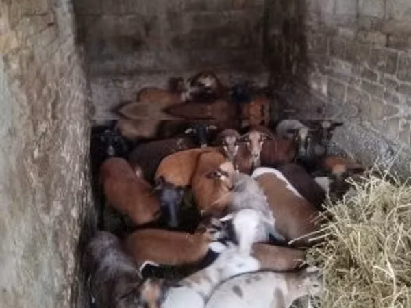 Sheep, Cameroon sheep