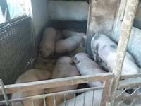 Babi (lot, jantina tidak dinyatakan), Pigs — foto 4