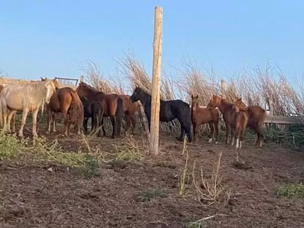Mare, Horse breed — Kazakhstan