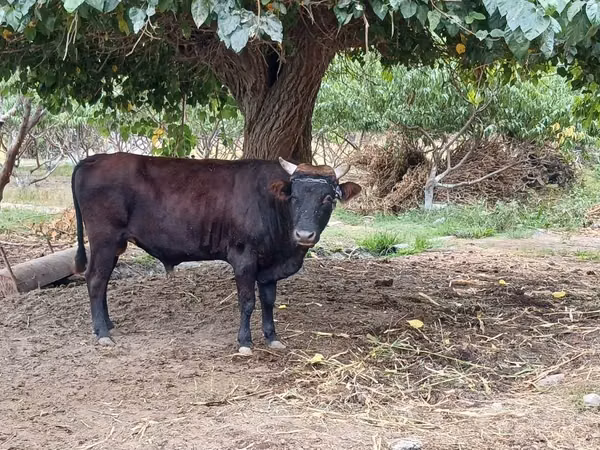 सांड, मवेशी — उज़्बेकिस्तान