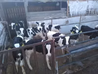 Banteng, Holstein breed — foto 4