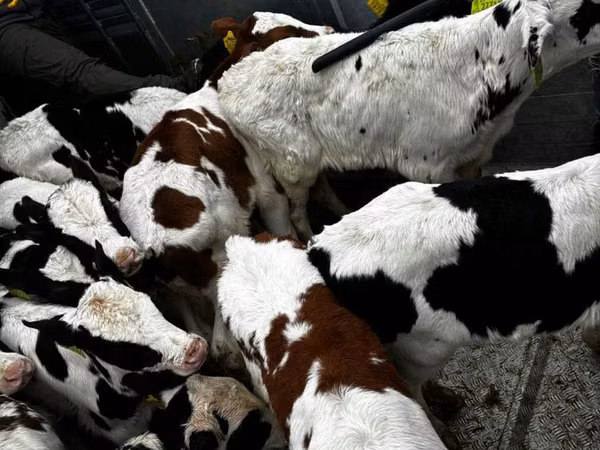 گاو نر, Simmental cattle
