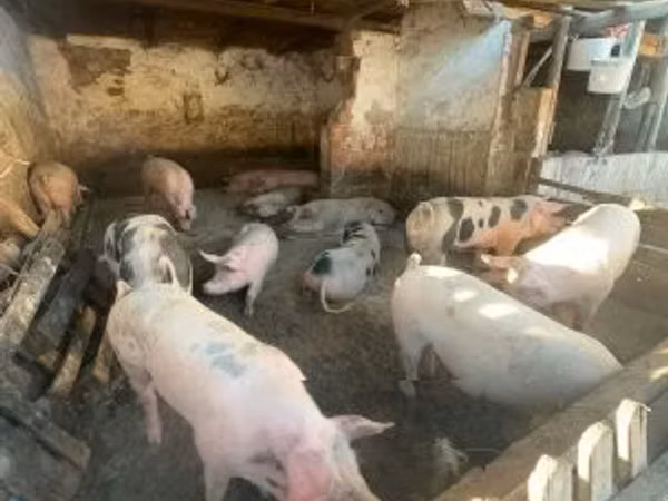 Pigs (batch, sex not specified), Pigs — Hungary
