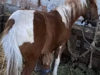 Kuda betina, Horses — foto 5