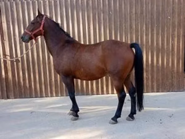 Cavallo, Lipizzaner