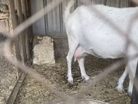 Get, Saanen goat — foto 4