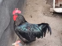 آسترالورپ — عکس 1