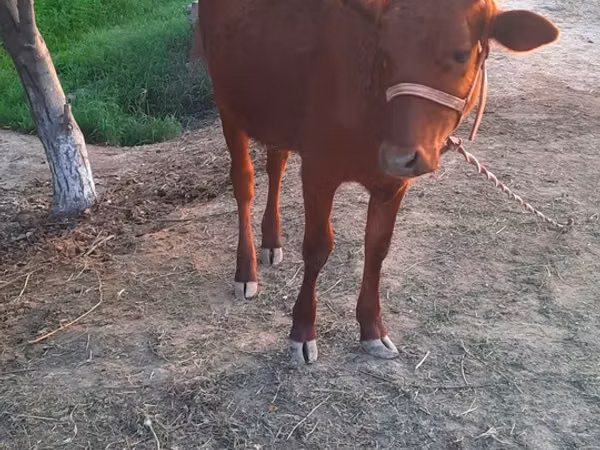 Cow, Cattle — Uzbekistan