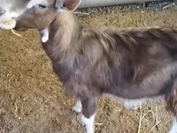Cabro, Toggenburg goat — foto 8