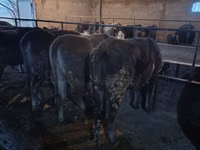 Ko, Swiss cattle — foto 7
