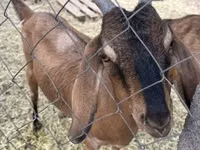 بز ماده, Nubian Goat — عکس 2