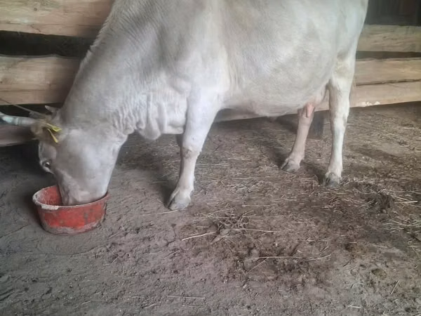 Vacă, Bovine — Kazahstan