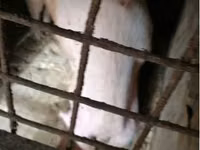 Sow, Pigs — photo 3