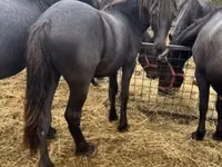 Mare, Friesian — photo 2
