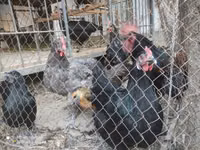 Chickens — รูปภาพ 3