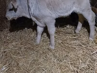 Sapi, Alatau breed — foto 4