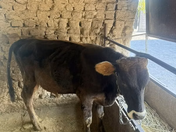 Bull, Cattle — Kyrgyzstan