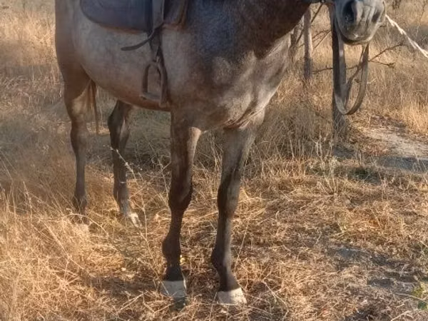 Horse (M), Horses