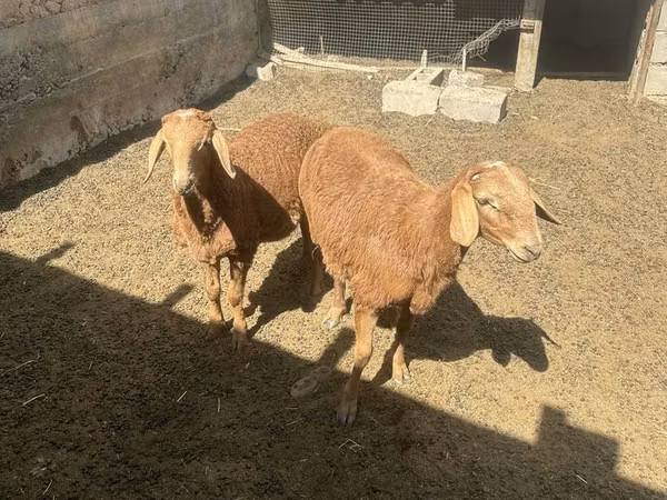 Ram, Arashan sheep — Uzbekistan