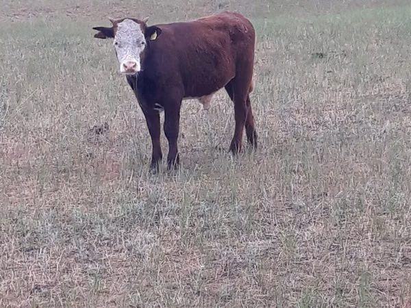 公牛, Kazakh White-headed cow
