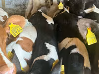 গবাদি পশু (দল, লিঙ্গ উল্লেখ নেই), Simmental cattle — ছবি 2