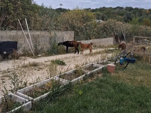 Goat, Nubian Goat — Moldova