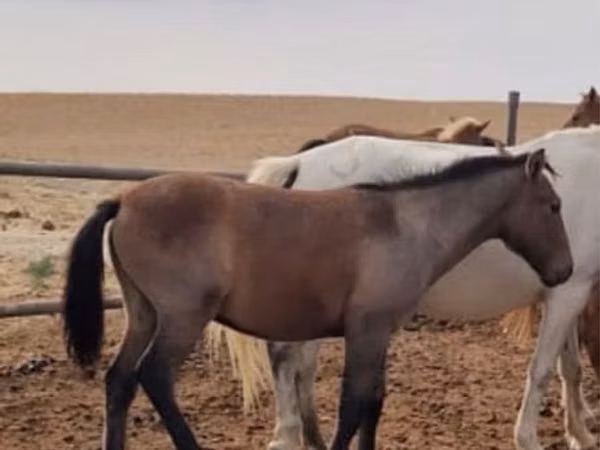 اسب نر, اسب — قزاقستان