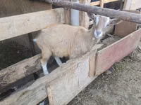 Goat, Alpine goat — photo 2