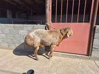 Ovan, Hissar sheep — fotografija 3
