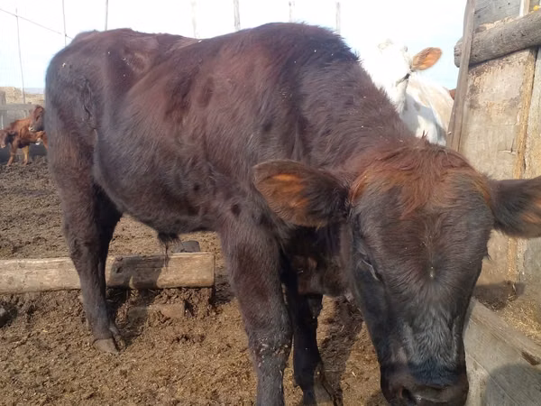 Bull, Aberdeen-Angus