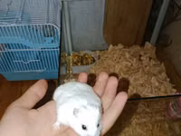 Ağ rəngli xırda hamster və komplekt ləvazimatları Paket tərkibi: - — φωτογραφία 1