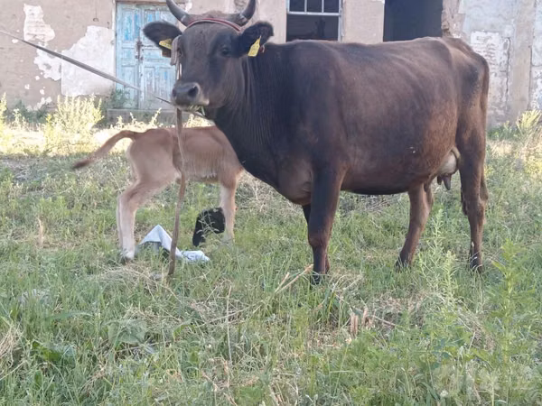 Cow, Cattle