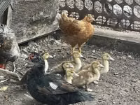 Ducks — عکس 3