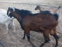 Cabro, Nubian Goat — foto 6