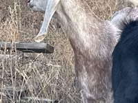 Koza, Beetal goats — foto 1