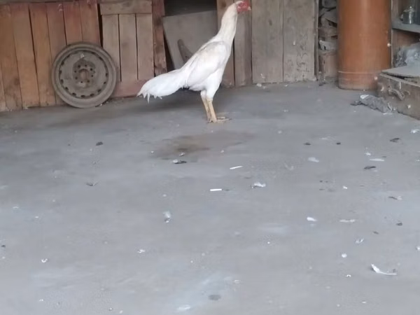 Chickens — Azerbejdżan