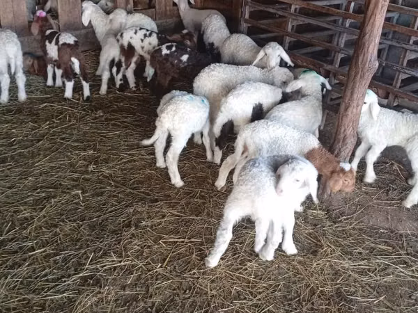 Sheep, Awassi sheep — Moldova