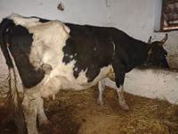 Koe, Russian Black pied cattle — foto 1