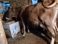 Cow, Cattle — photo 2