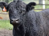 Býk, Russian Black pied cattle — foto 6